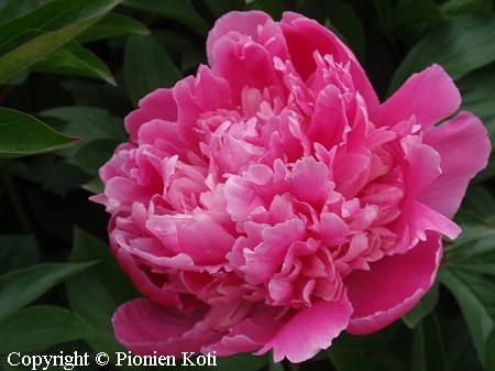 Paeonia lactiflora Amabilis, kiinanpioni